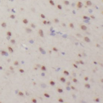 NRGN Antibody