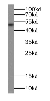 TACR1 Antibody