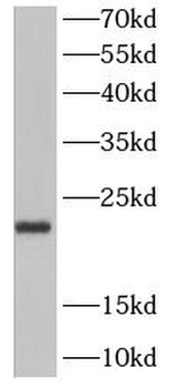NTF4 Antibody