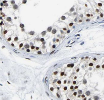 NTF4 Antibody