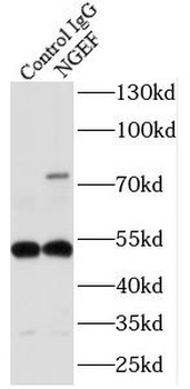 NGEF Antibody