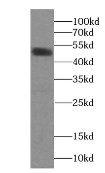 NOX3 Antibody