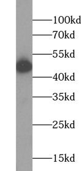 NR1H3 Mouse Monoclonal Antibody