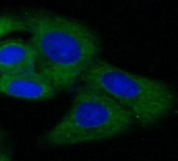 NR1H3 Mouse Monoclonal Antibody