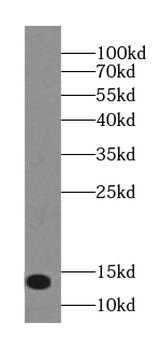 NUTF2 Antibody