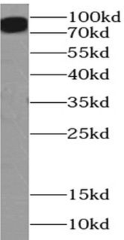 POU2F1 Antibody