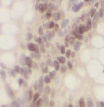 POU2F1 Antibody