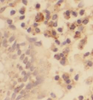POU2F2 Antibody