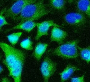 POU5F1 Antibody