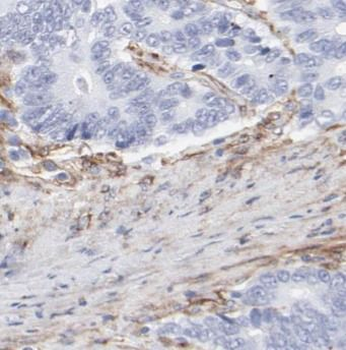 POU5F1 Antibody