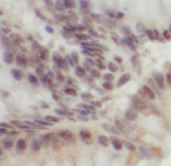 POU5F1 Mouse Monoclonal Antibody