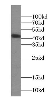 ORM1/2 Antibody