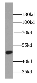 PA2G4 Mouse Monoclonal Antibody