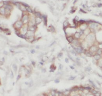 PA2G4 Mouse Monoclonal Antibody