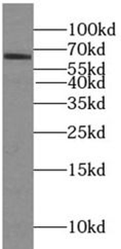 PLA2G7 Antibody