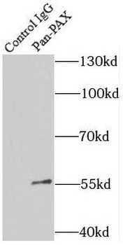 Pan-PAX Antibody