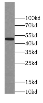 PAX1 Specific Mouse Monoclonal Antibody