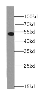 CDK18 Rabbit Polyclonal Antibody