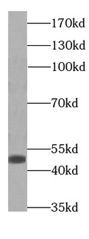PGAP3 Antibody