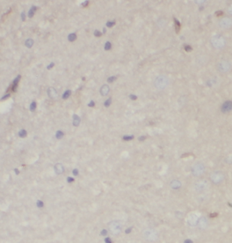 PSPN Antibody