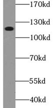 PIK3CB Rabbit Polyclonal Antibody