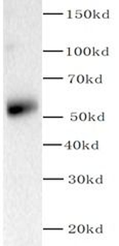 PIK3R3 Rabbit Polyclonal Antibody
