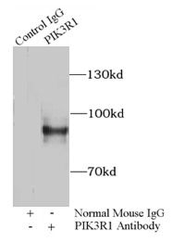 PIK3R1 Antibody