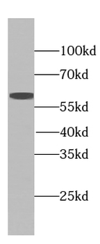 EGFLAM Antibody