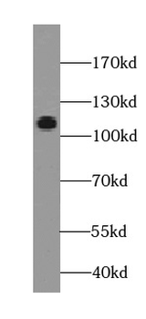 EGFLAM Antibody