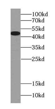 PLEKHB1 Antibody