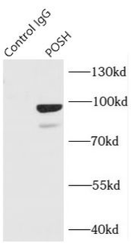 SH3RF1 Antibody