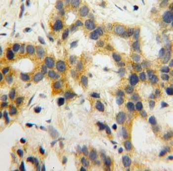 SH3RF1 Antibody