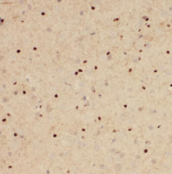 POU3F3 Antibody
