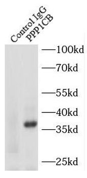 PPP1CB Antibody