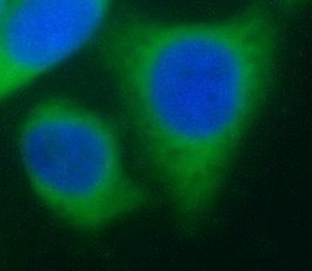 Pre-IL18 Antibody