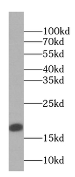 PRH1 Antibody