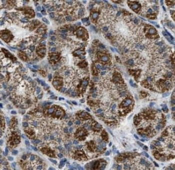 GRP Antibody