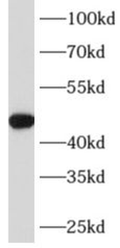SERPINA5 Mouse Monoclonal Antibody