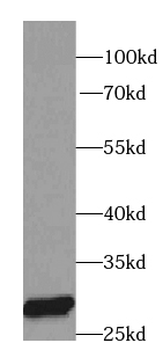 PRDX3 Rabbit Polyclonal Antibody