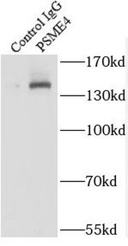 PSME4 Antibody