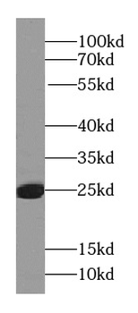 RAB27A Antibody