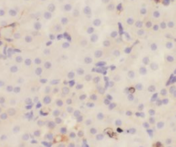 RAB9A Antibody