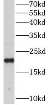 RAP1B Rabbit Polyclonal Antibody