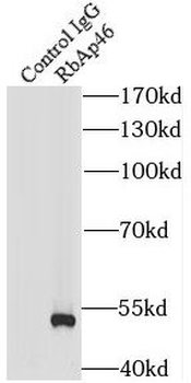 RBBP7 Antibody