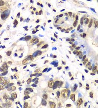 RBBP7 Antibody