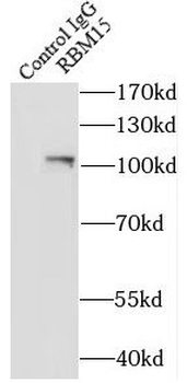 RBM15 Antibody