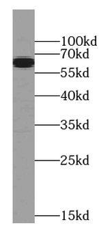 RBPJ Antibody