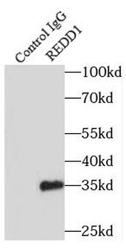 DDIT4 Antibody