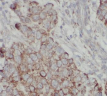 DDIT4 Antibody