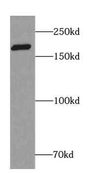 RIMS1 Rabbit Polyclonal Antibody